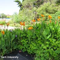 Canna x generalis (Canna)