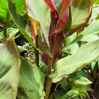 Canna x generalis (Canna)