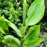 Canna x generalis (Canna)