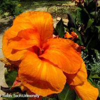 Canna x generalis (Canna)