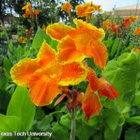 Canna x generalis (Canna)