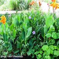 Canna x generalis (Canna)