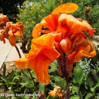 Canna x generalis (Canna)