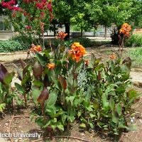 Canna x generalis (Canna)