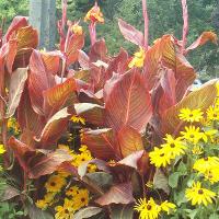 Canna x generalis (Canna)