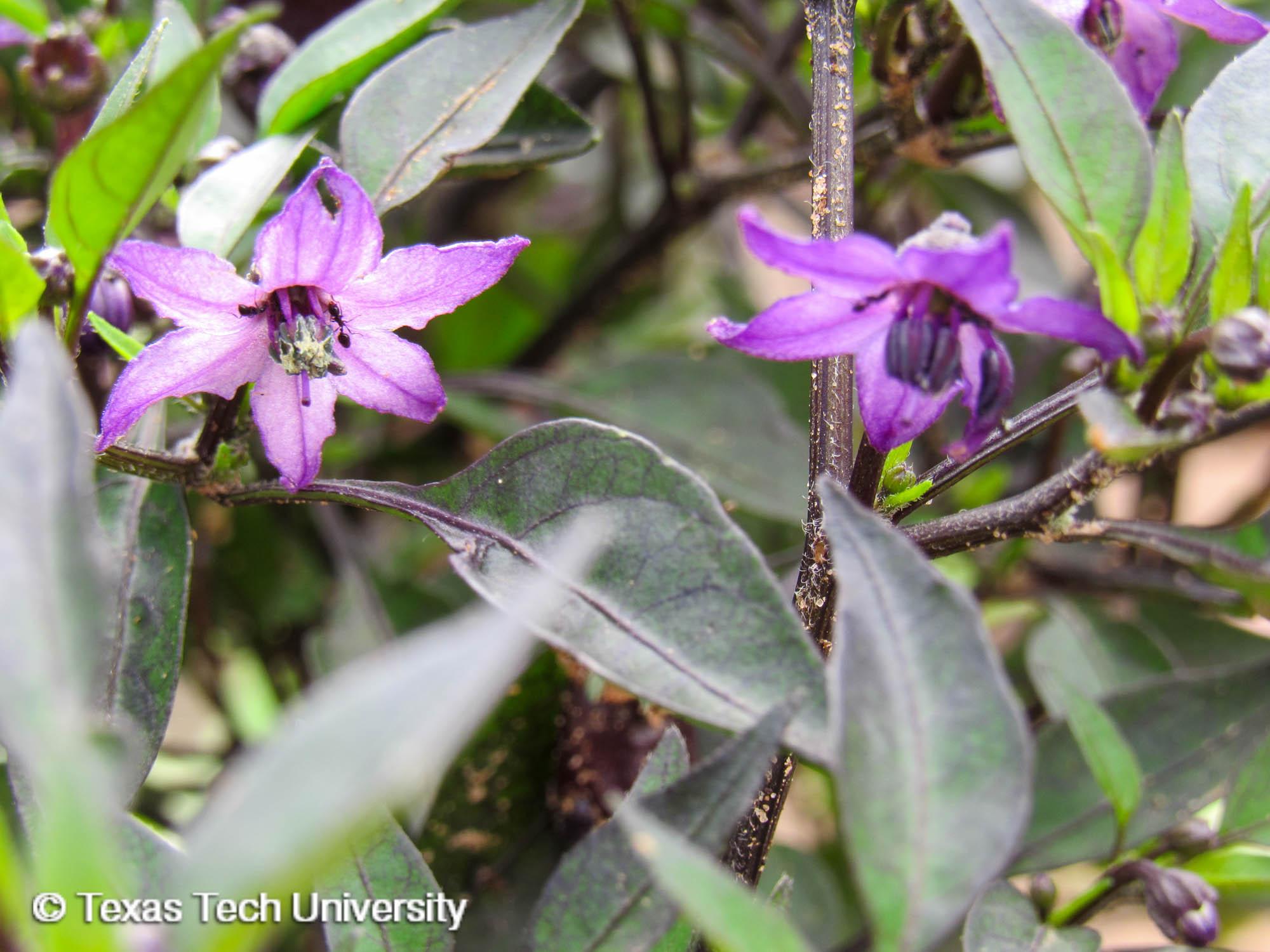Ornamental Pepper Plant Resources Home TTU