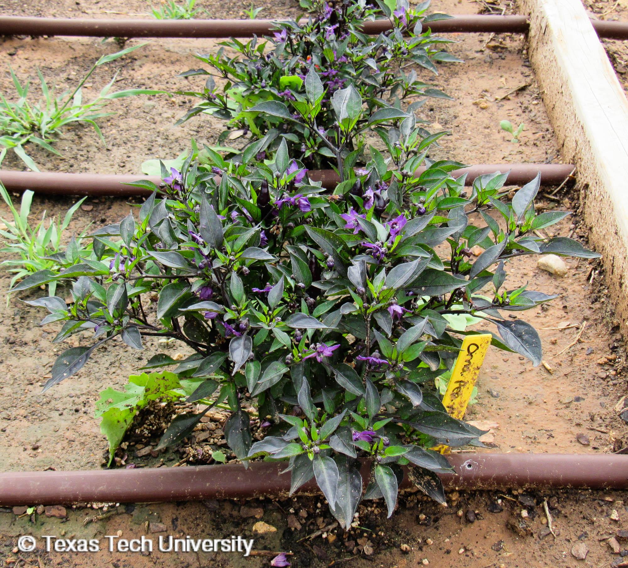 Ornamental Pepper Plant Resources Home TTU