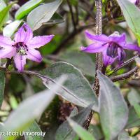 Capsicum annuum (Ornamental Pepper)