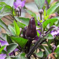 Capsicum annuum (Ornamental Pepper)