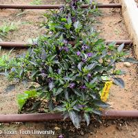 Capsicum annuum (Ornamental Pepper)