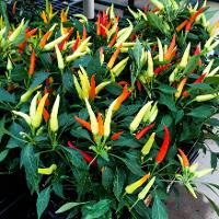 Capsicum annuum (Ornamental Pepper)