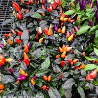 Capsicum annuum (Ornamental Pepper)