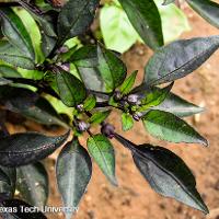 Capsicum annuum (Ornamental Pepper)