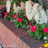 Catharanthus roseus (Vinca)