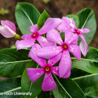 Catharanthus roseus (Vinca)