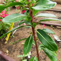 Catharanthus roseus (Vinca)