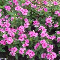 Catharanthus roseus (Vinca)