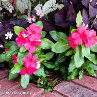 Catharanthus roseus (Vinca)