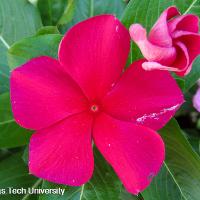 Catharanthus roseus (Vinca)