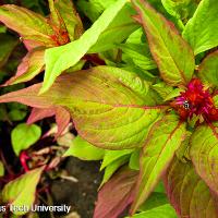 Celosia argentea (Feather Celosia)