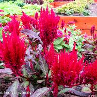 Celosia argentea (Feather Celosia)