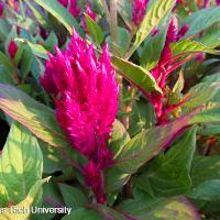 Celosia argentea (Feather Celosia)