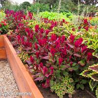 Celosia argentea (Feather Celosia)