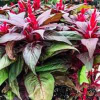 Celosia argentea (Feather Celosia)