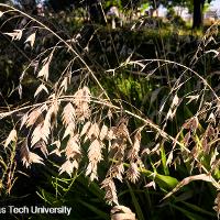 Chasmanthium latifolium (Inland Sea Oats)