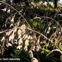 Chasmanthium latifolium (Inland Sea Oats)