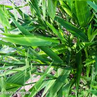 Chasmanthium latifolium (Inland Sea Oats)