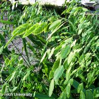 Chasmanthium latifolium (Inland Sea Oats)