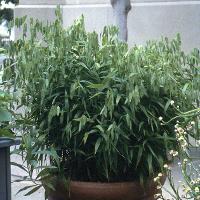 Chasmanthium latifolium (Inland Sea Oats)