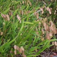 Chasmanthium latifolium (Inland Sea Oats)