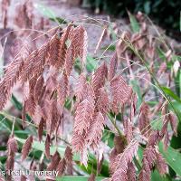 Chasmanthium latifolium (Inland Sea Oats)