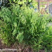 Chasmanthium latifolium (Inland Sea Oats)