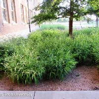 Chasmanthium latifolium (Inland Sea Oats)