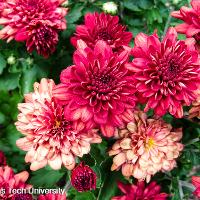 Chrysanthemum x morifolium (Hardy Chrysanthemum)