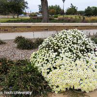 Chrysanthemum x morifolium (Hardy Chrysanthemum)