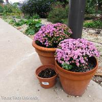 Chrysanthemum x morifolium (Hardy Chrysanthemum)