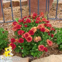 Chrysanthemum x morifolium (Hardy Chrysanthemum)