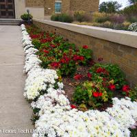 Chrysanthemum x morifolium (Hardy Chrysanthemum)