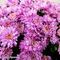 Chrysanthemum x morifolium (Hardy Chrysanthemum)