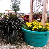 Chrysanthemum x morifolium (Hardy Chrysanthemum)