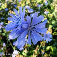 Cichorium intybus (Chickory)