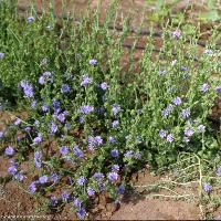 Cichorium intybus (Chickory)