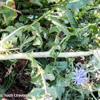 Cichorium intybus (Chickory)