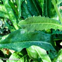 Cichorium intybus (Chickory)