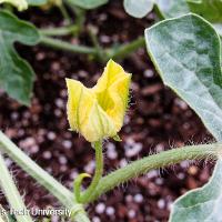 Citrullus lanatus (Watermelon)