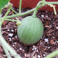 Citrullus lanatus (Watermelon)